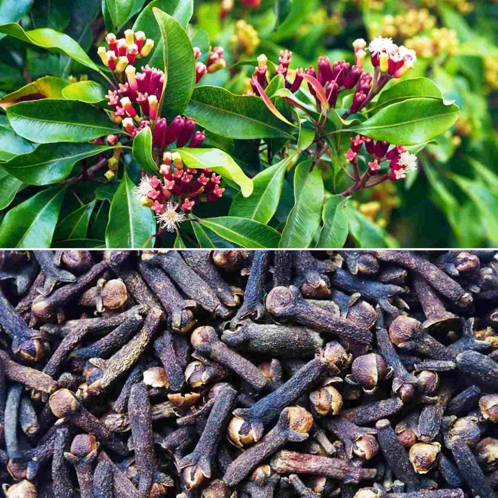 Moroccan Clove Oil Awaken Hair Follicles's Penetrating Deep From Roots to Ends Strengthen Every Strand for Lush Abundant Curls