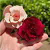New French Three-dimensional Camellia Hair Claw Acetate Elegant Flower Crab Hair Clips Hair Accessories Headdress for Women Girl